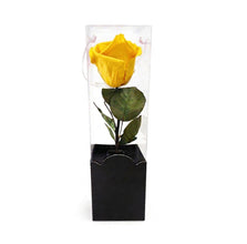 Rosa Eterna Clásica – Belleza Atemporal
