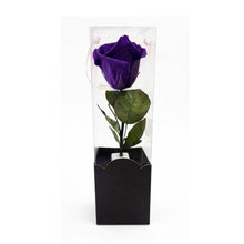 Rosa Eterna Clásica – Belleza Atemporal