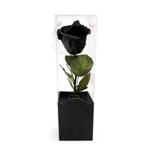 Rosa Eterna Clásica – Belleza Atemporal