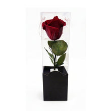 Rosa Eterna Clásica – Belleza Atemporal