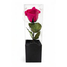 Rosa Eterna Clásica – Belleza Atemporal