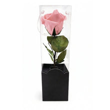 Rosa Eterna Clásica – Belleza Atemporal