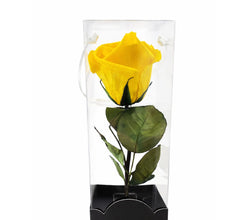 Rosa Eterna Clásica – Belleza Atemporal